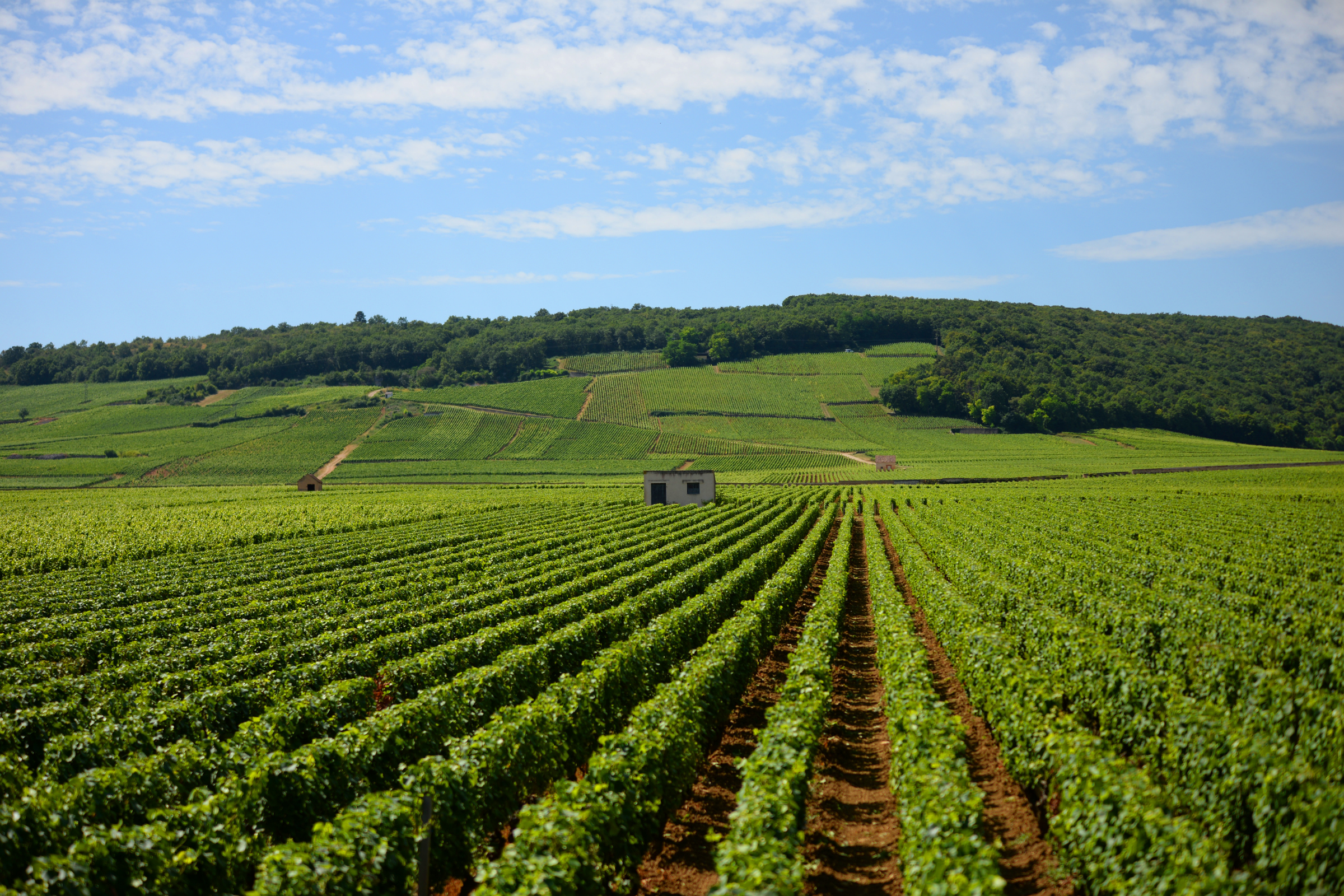 Nuits-Saint-Georges[1].webp